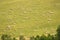 Grassland and sheep full of sunshine