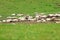 Grassland and sheep full of sunshine