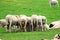 Grassland and sheep full of sunshine