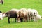 Grassland and sheep full of sunshine