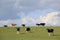 Grassland, sheep, sky, cloud