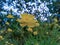grassland shrub yellow