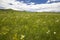 grassland and sky