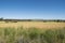 Grassland Southern Australia, Barossa Valley