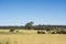 Grassland Southern Australia, Barossa Valley