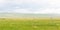 Grassland in summer of Inner Mongolia