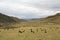 Grassland in Tibet
