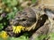 Grassland  tortoise eating dandelion