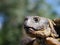 Grassland tortoise testudo horsfieldii