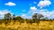 Grassland and Trees in the Savanna landscape in Kruger National Park