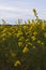 Grassland wildflowers at Montezuma National Wildlife Refuge