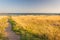 Grassland on Williamstown Seaside