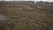 Grasslands dirt road tree