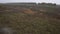 Grasslands dirt road tree