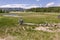 Grasslands, lakes and rivers in Yellowstone National Park