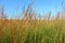 Grasslands Landscape Illinois