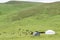 Grasslands at Litang town. a famous Tibetan town of Litang, Sichuan, China.