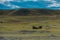 Grasslands National Park Bison