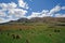 Grasslands in a Remote Mountain Valley