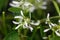 Grassleaf spurge, Euphorbia graminea