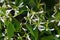 Grassleaf spurge, Euphorbia graminea