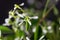 Grassleaf spurge, Euphorbia graminea