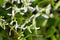 Grassleaf spurge, Euphorbia graminea