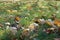 Grassplot covered with fallen leaves of maple