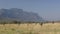 Grassy African Plains With Mountains in Distance