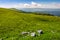 Grassy alpine meadow of Polonina Runa