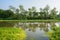 Grassy aquatic plants in rivulet of sunny summer morning