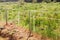 A grassy area of the field is fenced with electric shepherd wire