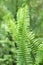 Grassy background green fern in soft focus