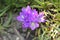 `Grassy Bells` flowers - Edraianthus Tenuifolius