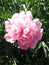 Grassy Blooming Peony with Pink Flowers