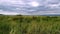 Grassy dunes in Denmark in the area of Elsinore