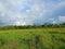 Grassy Edge: Forest Boundary Against Blue Sky