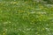 Grassy field background