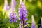 Grassy Field with Purple Lupines dolly shot