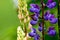 Grassy Field with Purple Lupines dolly shot