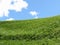 Grassy field at the rolling hill against the blue sky