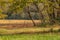 Grassy field with trees in autumn