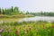 Grassy and flowering lakeshore in sunny spring