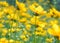 Grassy flowering plant coreopsis. Beautiful spring background