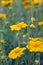 Grassy flowering plant coreopsis. Beautiful spring background