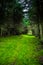 Grassy Footpath Through Mysterious Conifer Forest