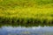 Grassy Freshwater Marsh