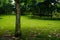 Grassy glade after rain in summer morning