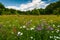 Grassy glade with wild herbs