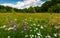 Grassy glade with wild herbs